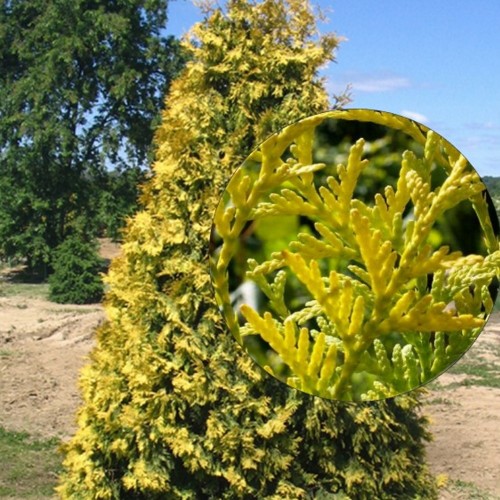Thuja occidentalis 'Aurea' - Harilik elupuu 'Aurea' C1/1L